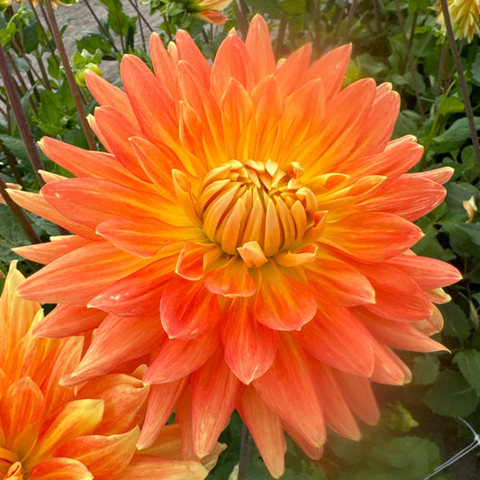 Dahlia Motto