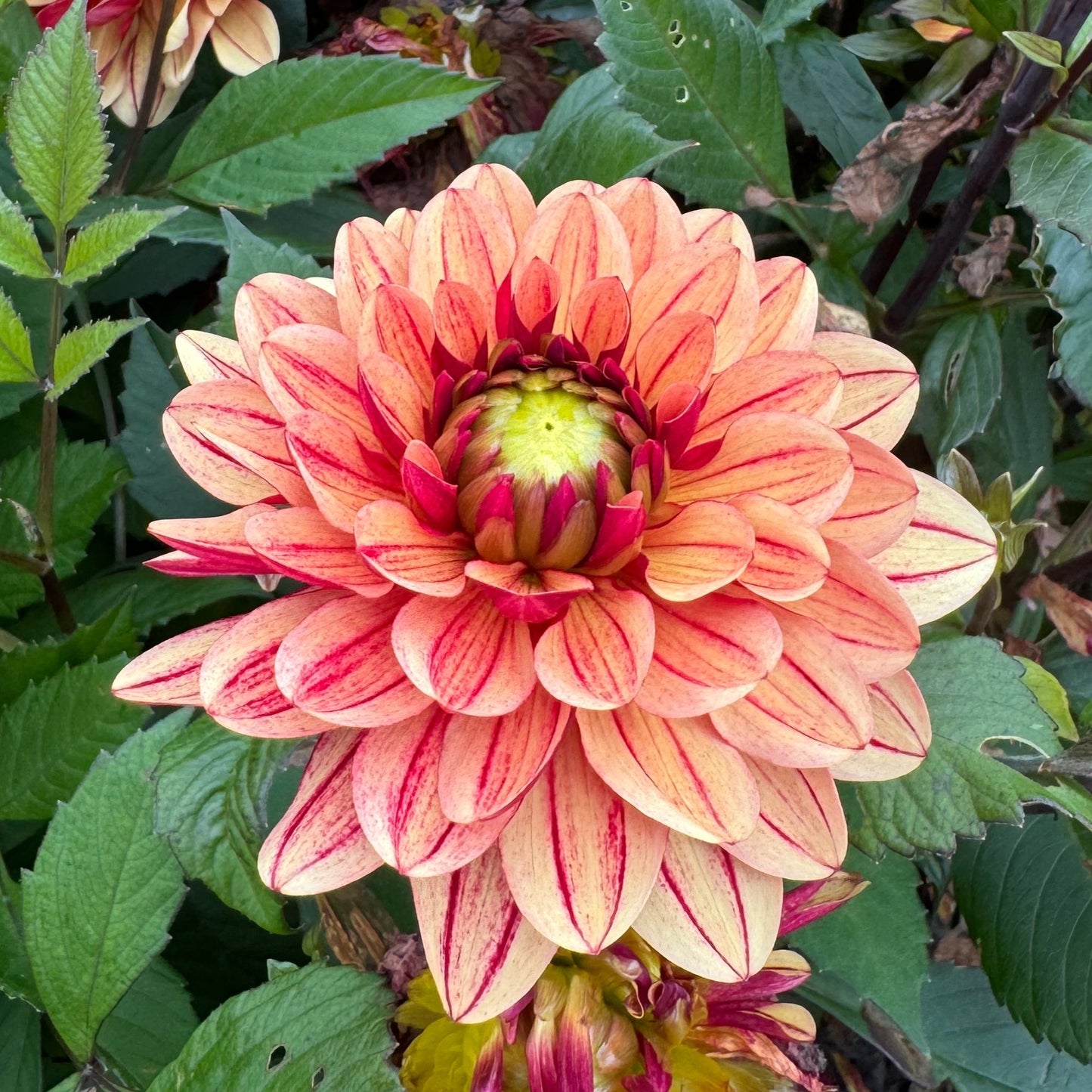 Dahlia Sofias Pyjamas Svenskodlad