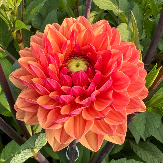 Dahlia Caviar&Bubbels Svenskodlad