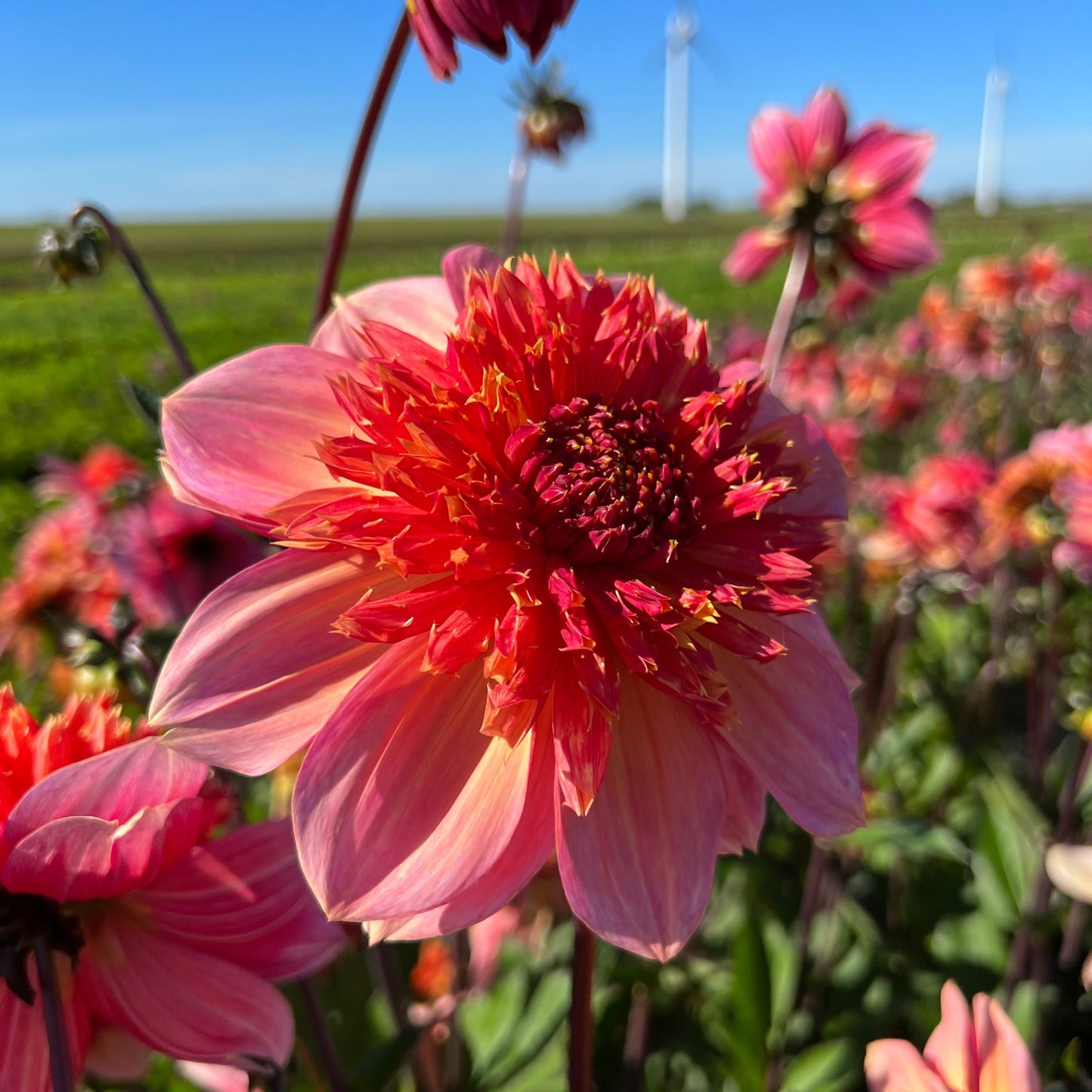 Dahlia Lava Glow Nyhet! Exclusive!