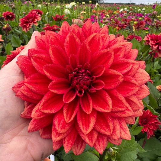 Dahlia Soft Red LB-15