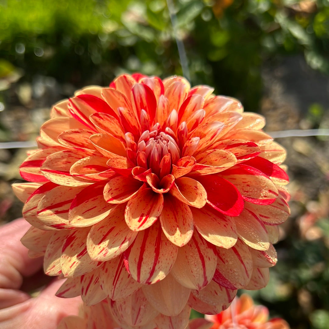Dahlia Striped Nagano