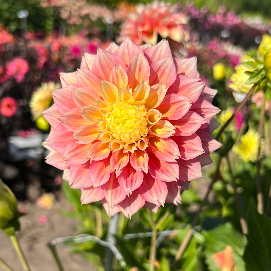 Dahlia Kogane Fubuki