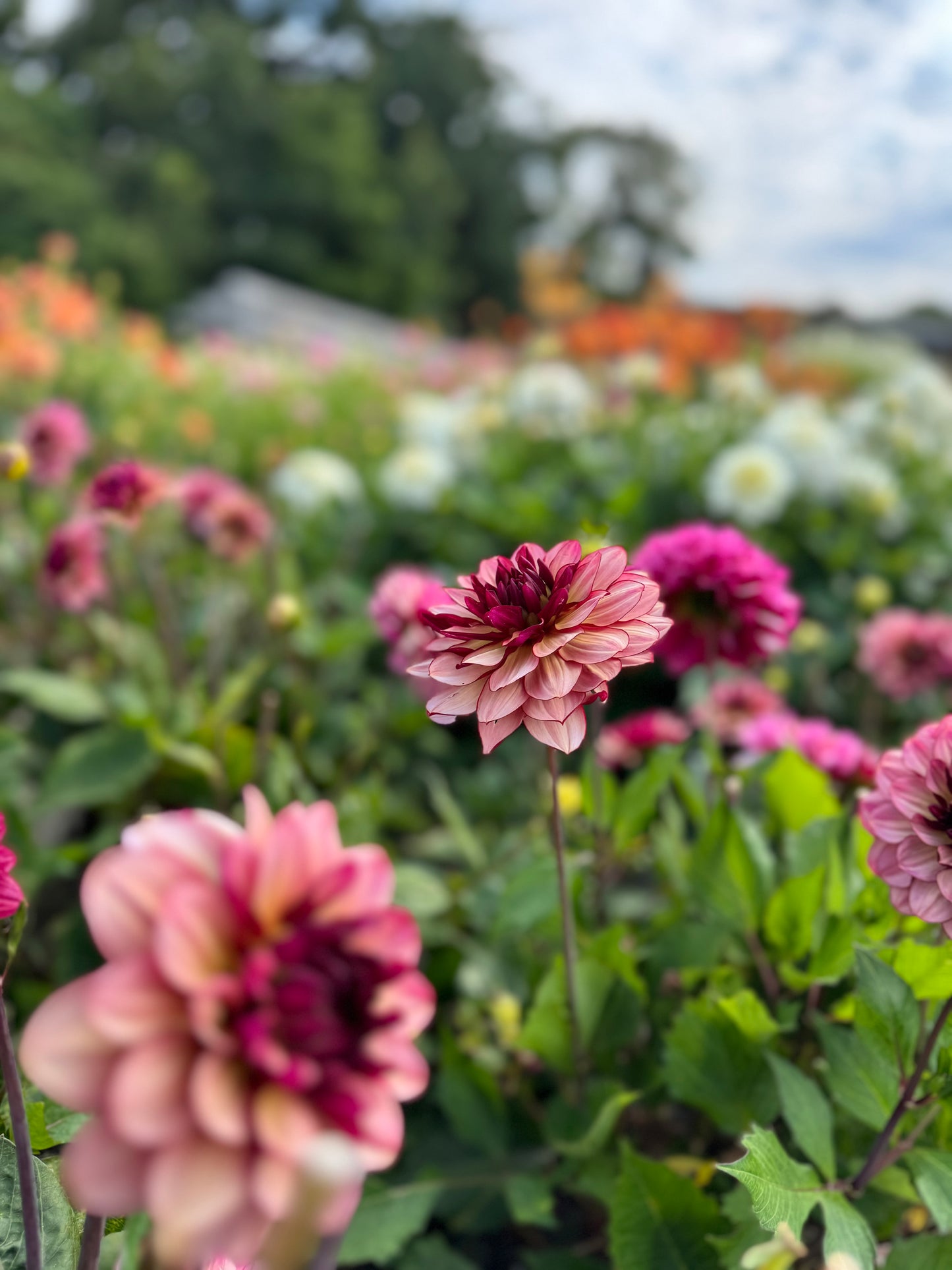 Dahlia Creme de Jowie Nyhet! Exclusive!