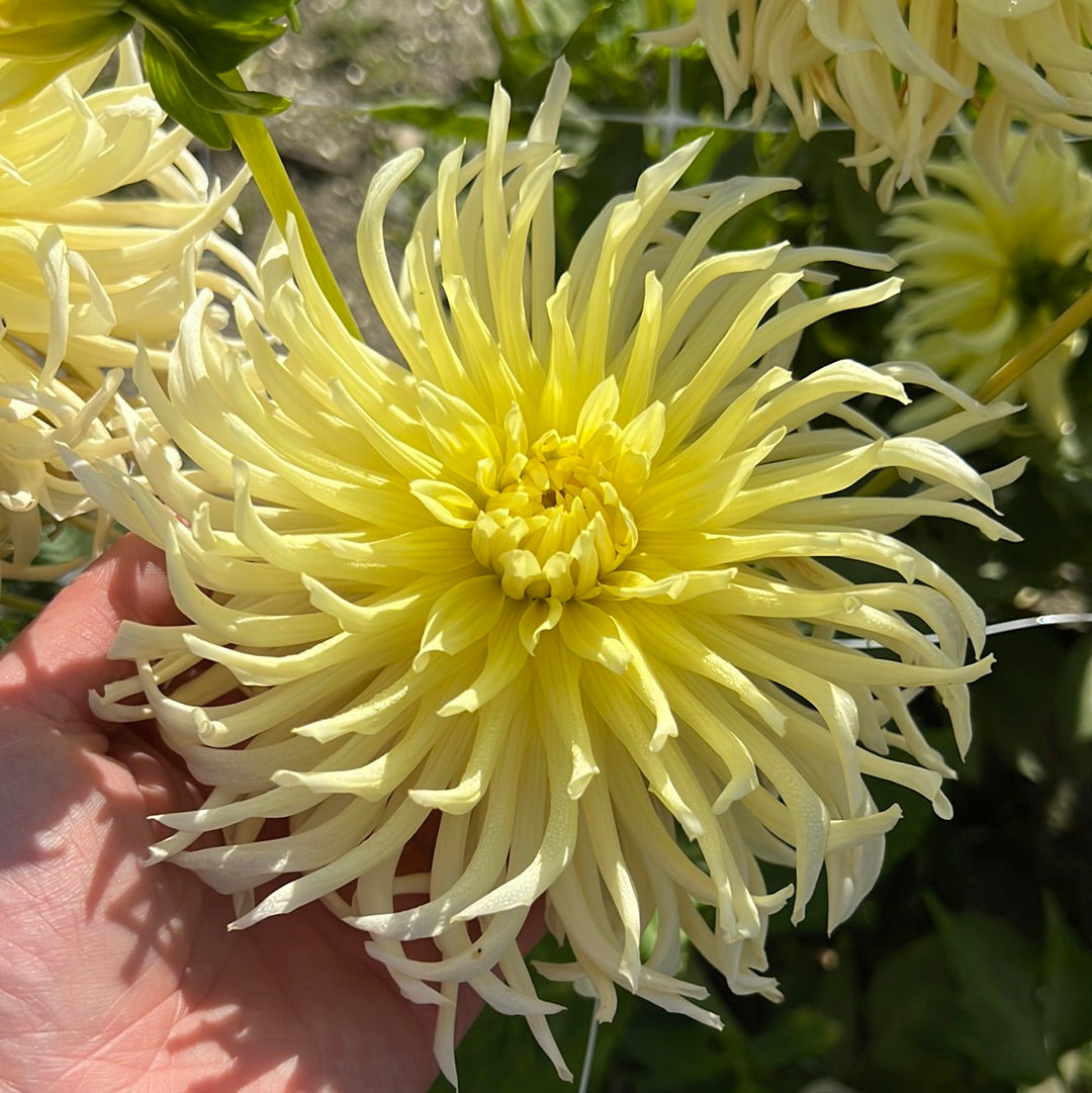 Dahlia Yellow Star