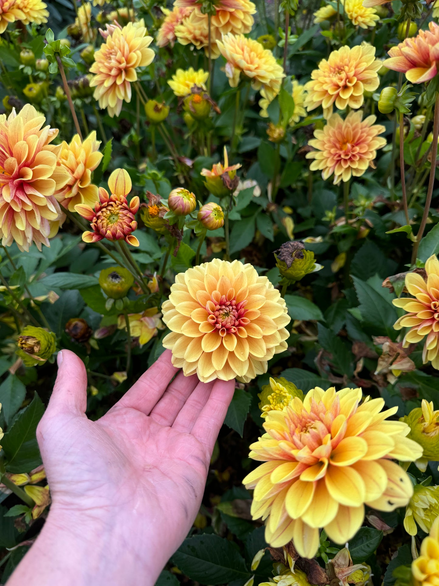 Dahlia LB-105 Banana Team