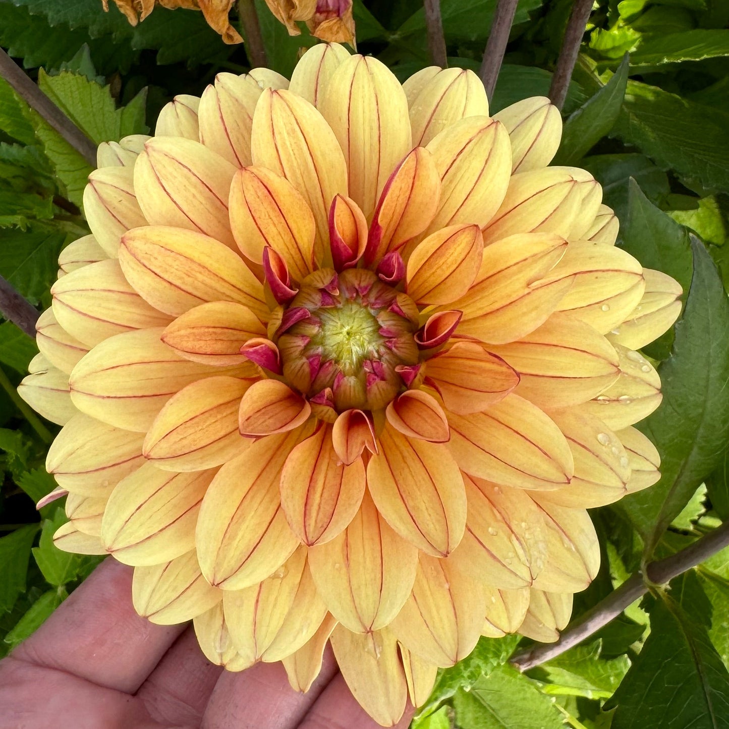 Dahlia Bee Honey Sweet Svenskodlad