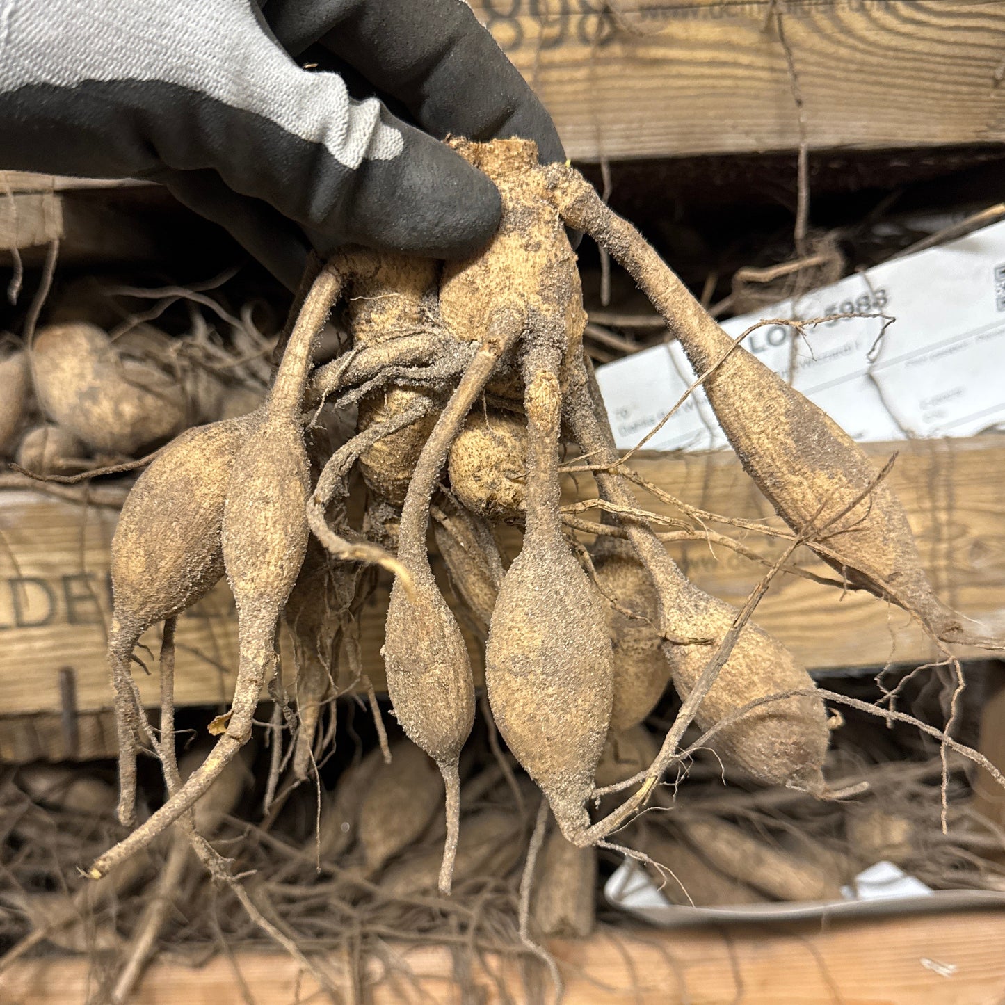 Dahlia Café au lait