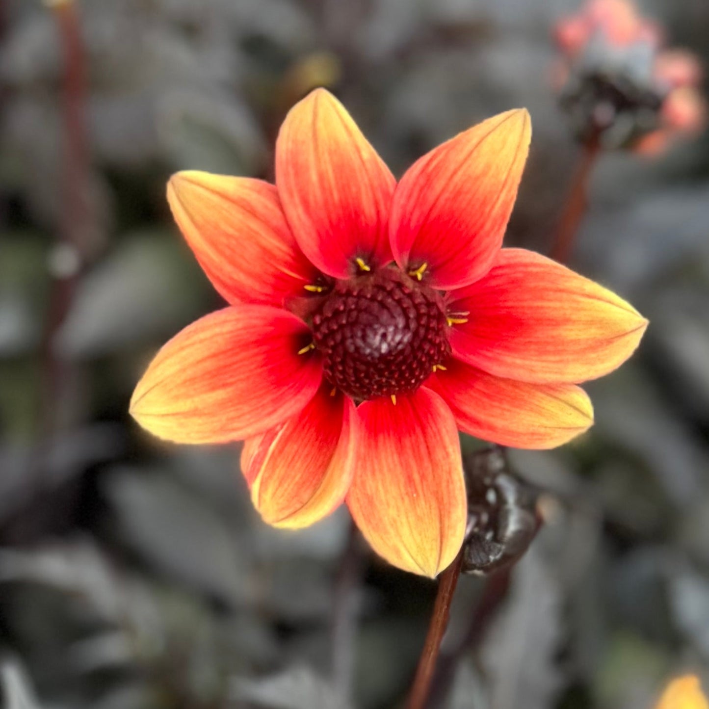 Dahlia Dragon Ball® Nyhet!