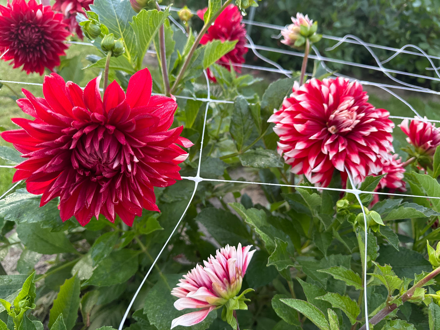 Dahlia Davos Nyhet!