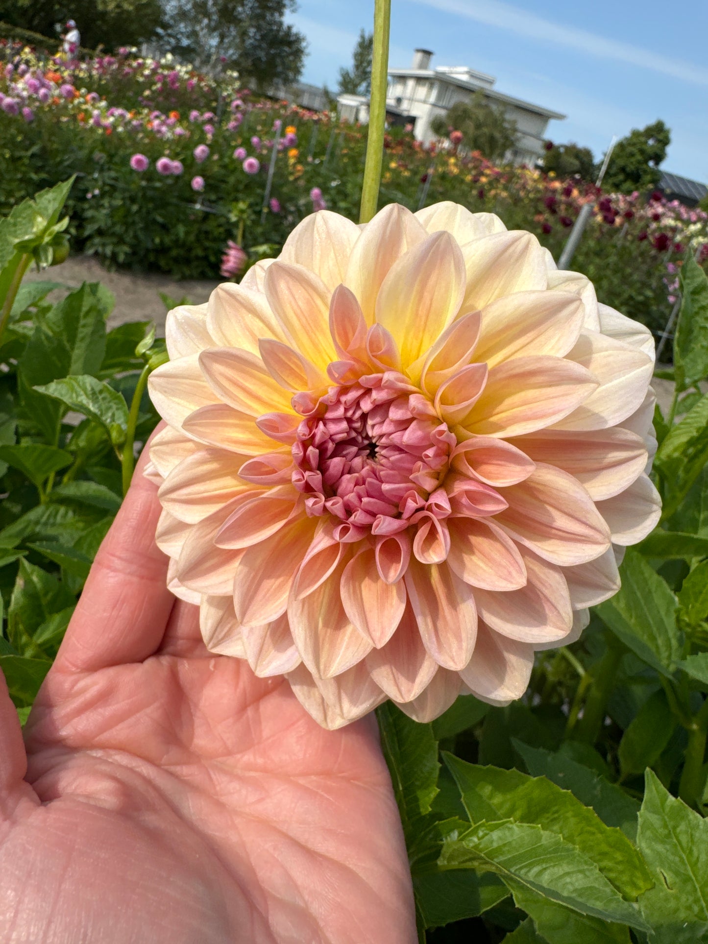 Dahlia Sturm Sweet Maria