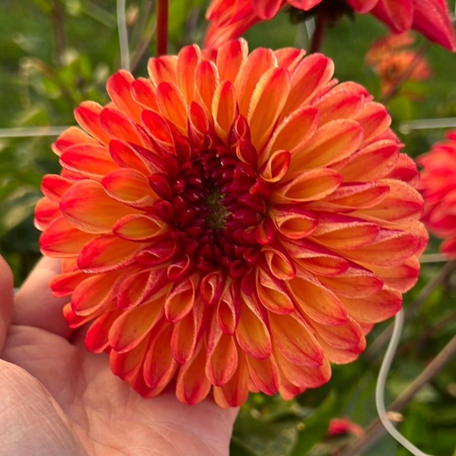 Dahlia Autumn Pumpkin (ding a dong)
