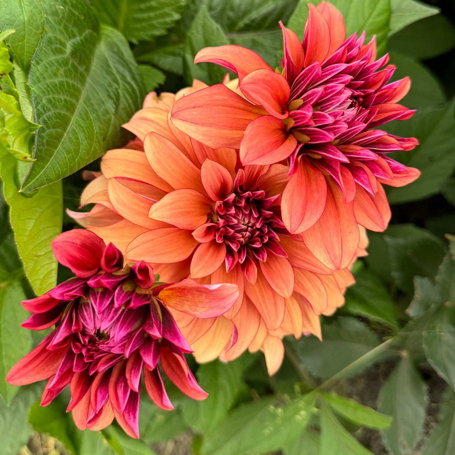Dahlia Prince Charming Svenskodlad