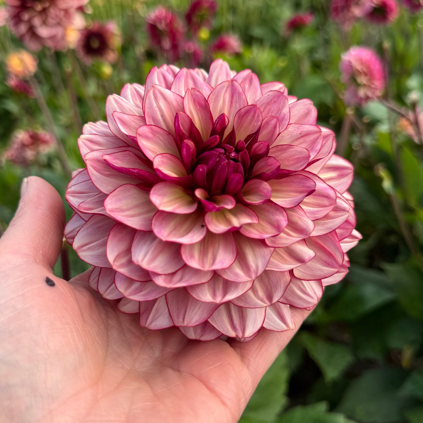Dahlia Creme de Jowie Nyhet! Exclusive!