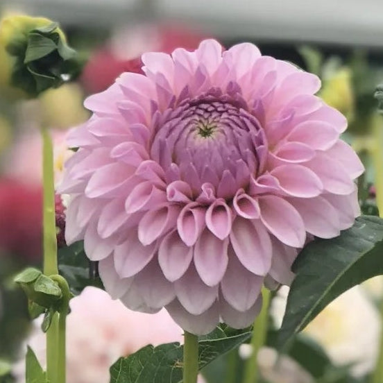 Dahlia Blomqvist Troy P