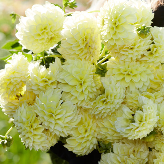 Dahlia Banana Baby