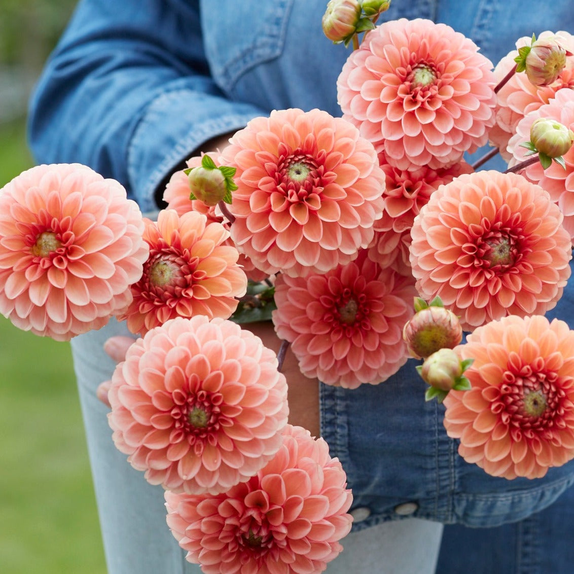 Dahlia Bazuin Salmon Orange