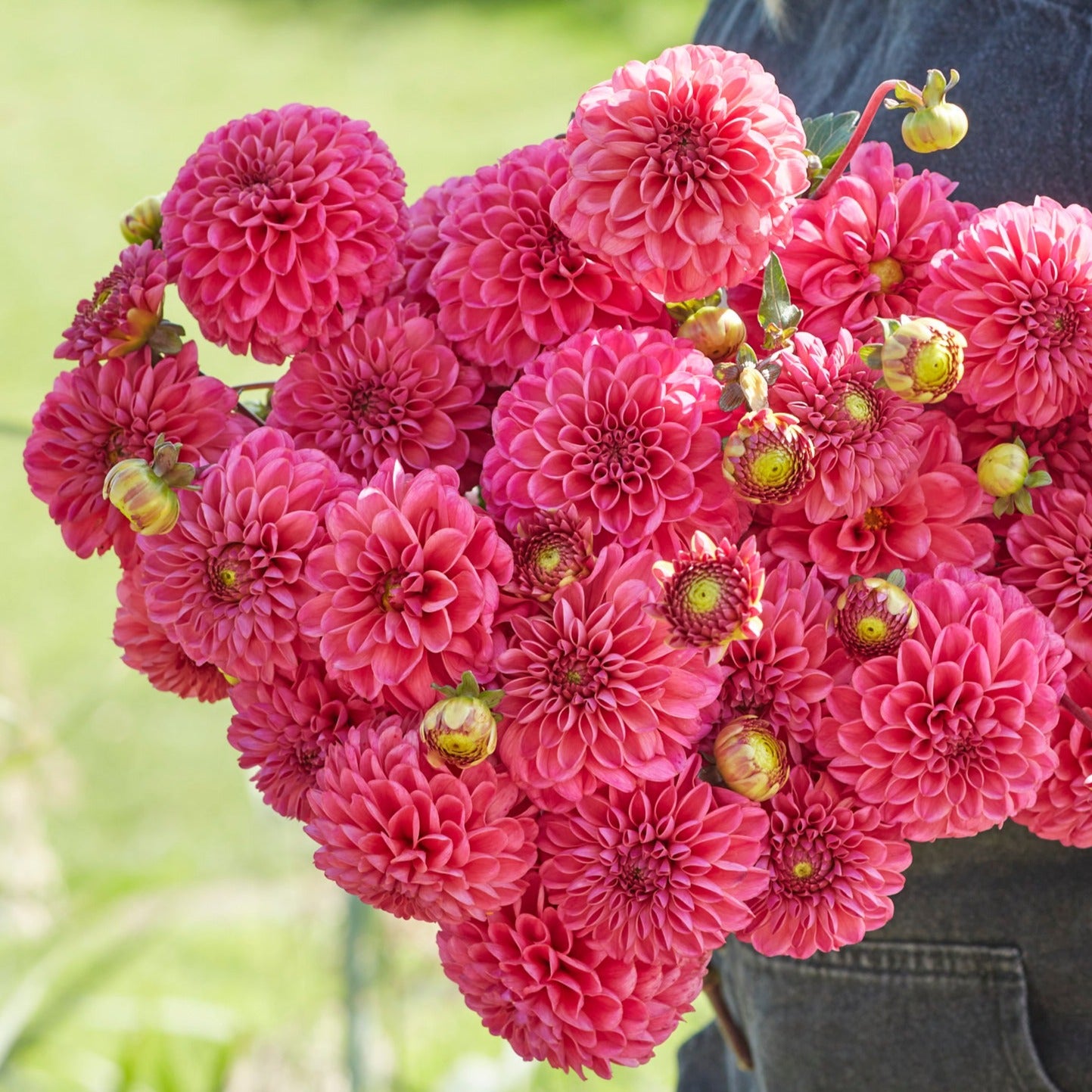 Dahlia Bazuin Pink