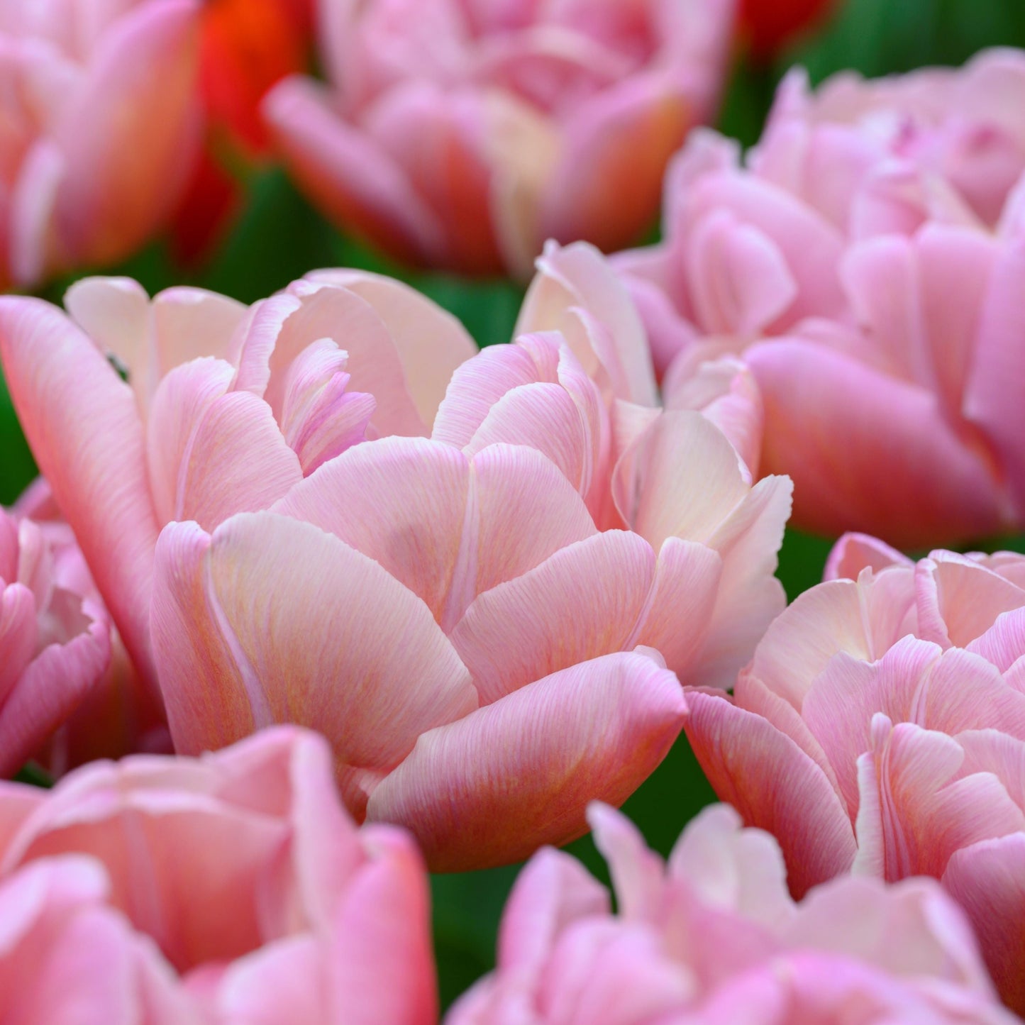 Tulpan Beach berry "Sena" 7st