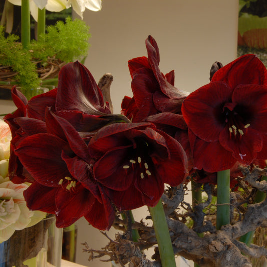 Amaryllis Benfica lökstorlek