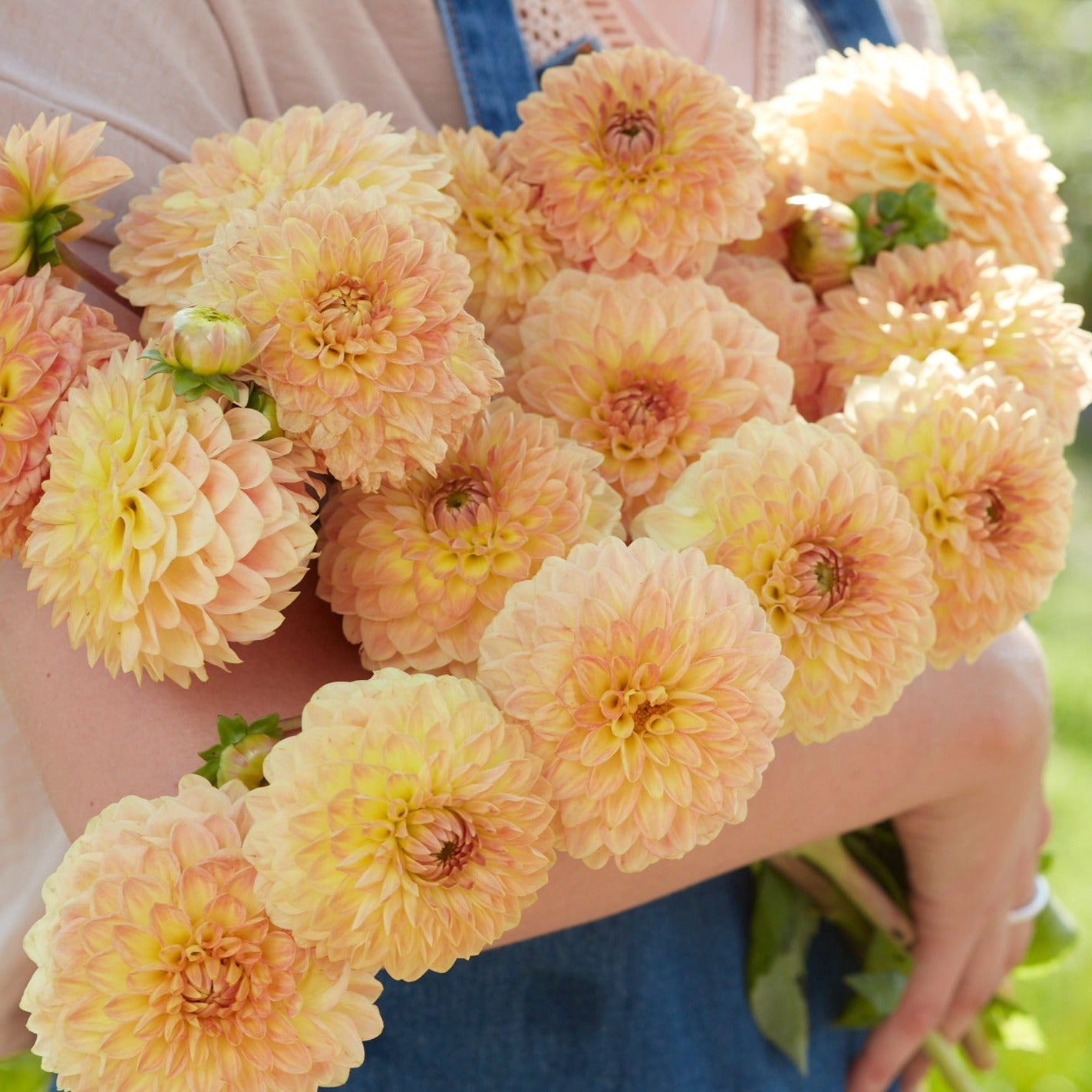 Dahlia Blyton Softer Gleam