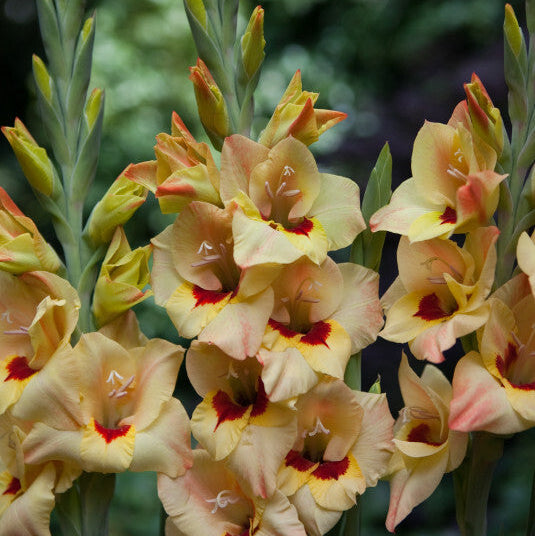 Gladiolus Bocelli 10st