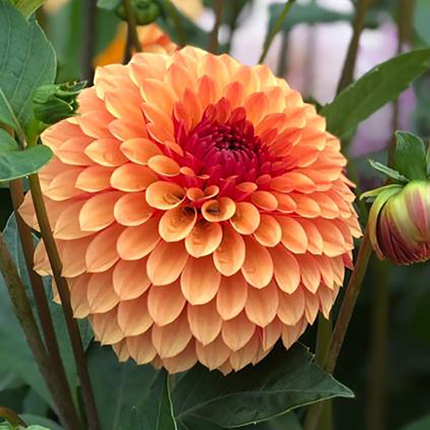 Dahlia Bonanza