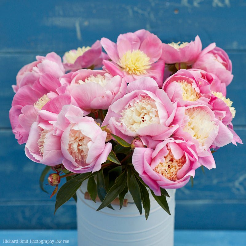 Pion Bowl of Beauty