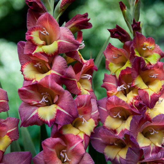 Gladiolus Breceria 10st