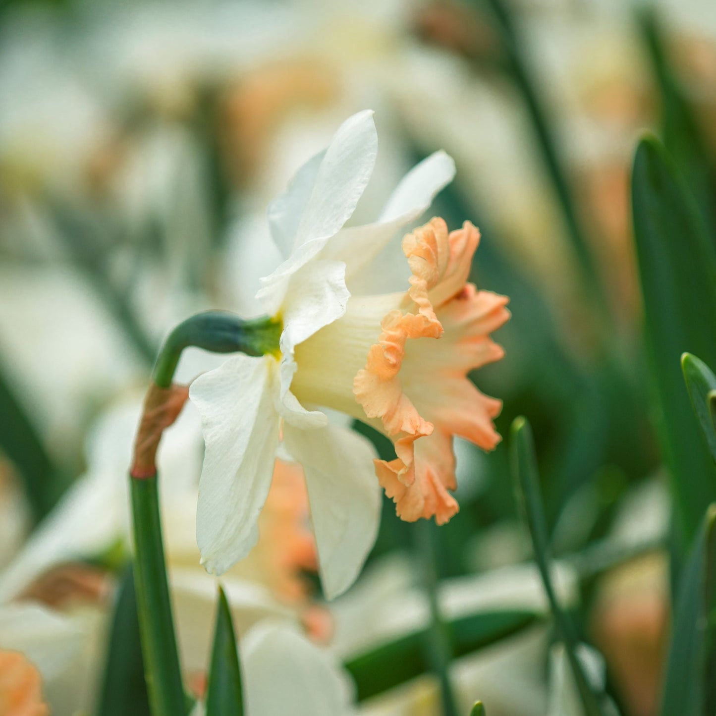 Narciss British Gamble 5st