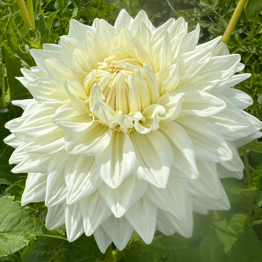 Dahlia Bull's Pride