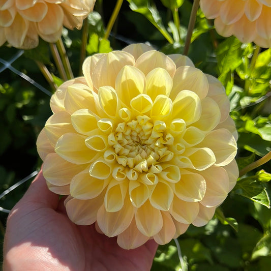 Dahlia Honey Dew Svenskodlad