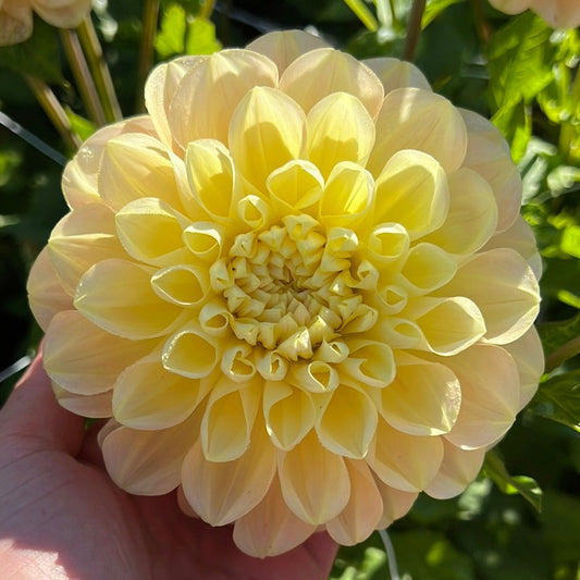 Dahlia Honey Dew Svenskodlad