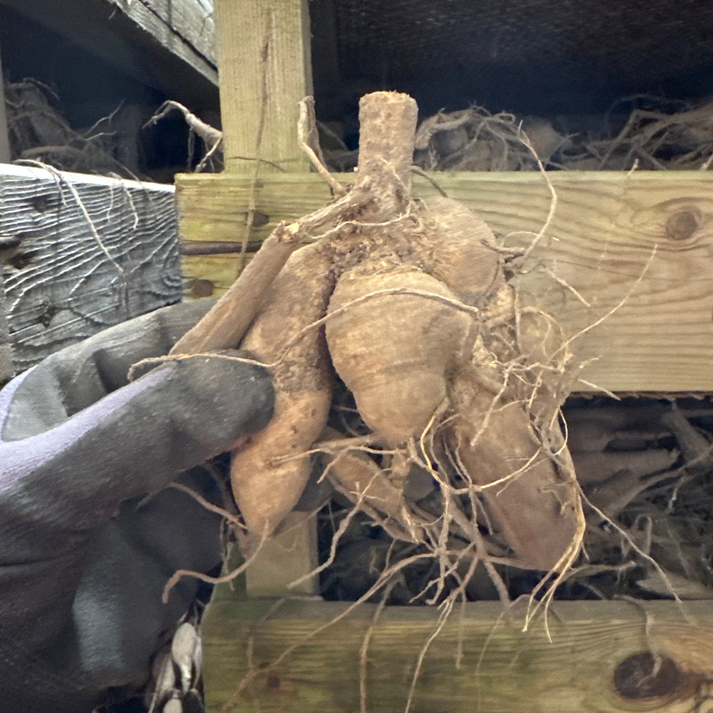 Dahlia Alfred Grille