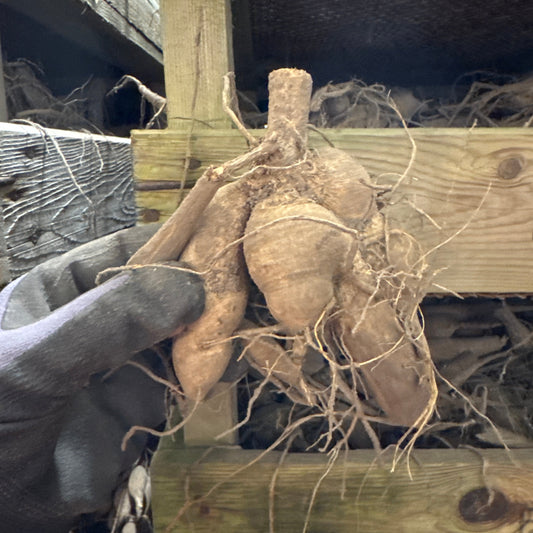 Dahlia Alfred Grille