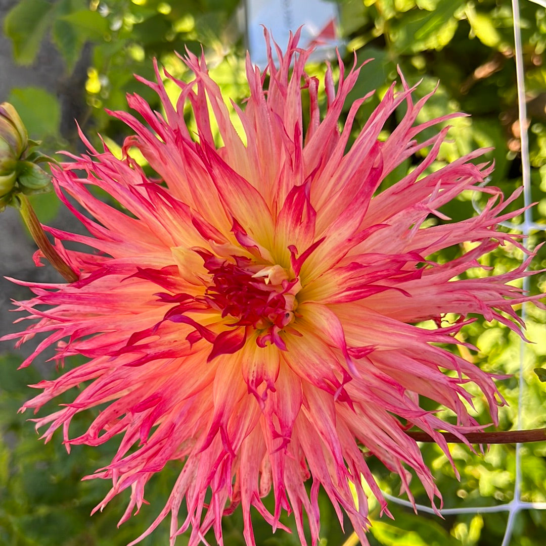 Dahlia Pinelands Pam