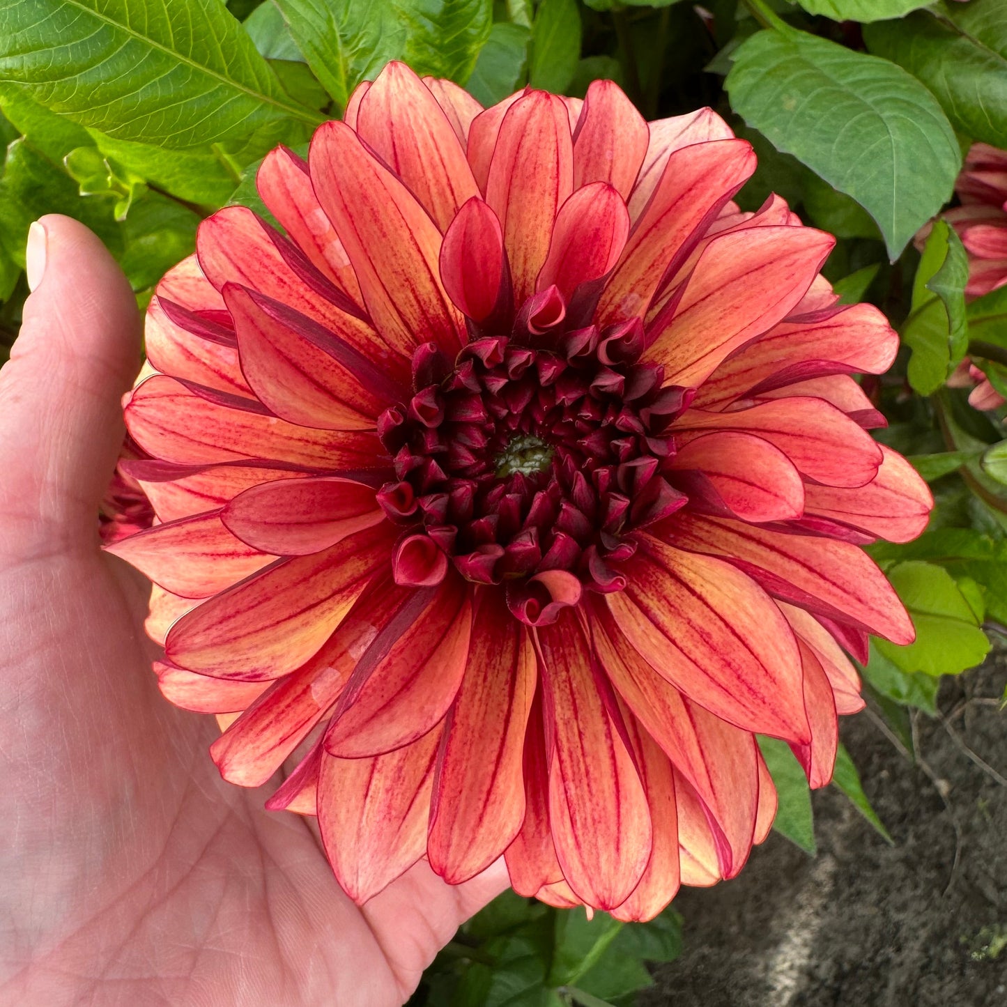 Dahlia My Spirit LB-130