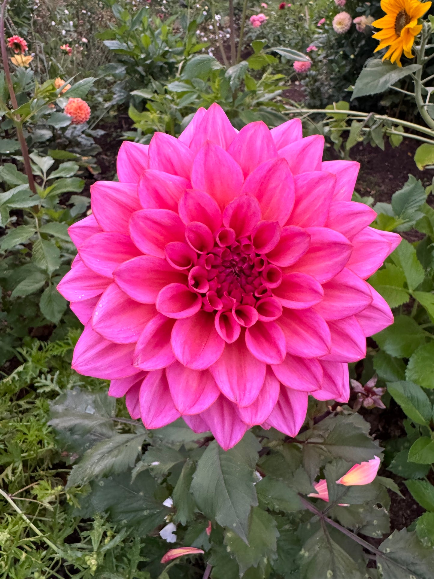 Dahlia Believe in me LB-019