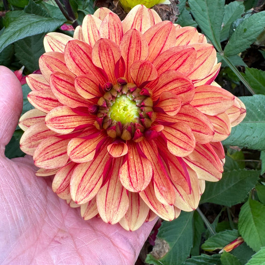 Dahlia Sofias Pyjamas Svenskodlad