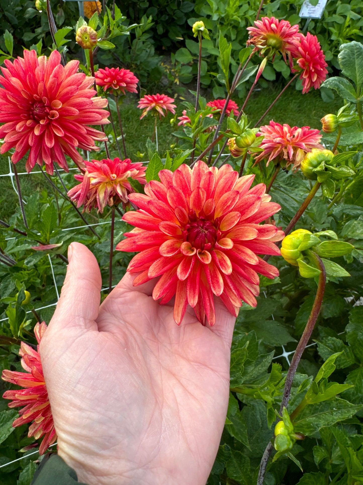 Dahlia Crazy Legs