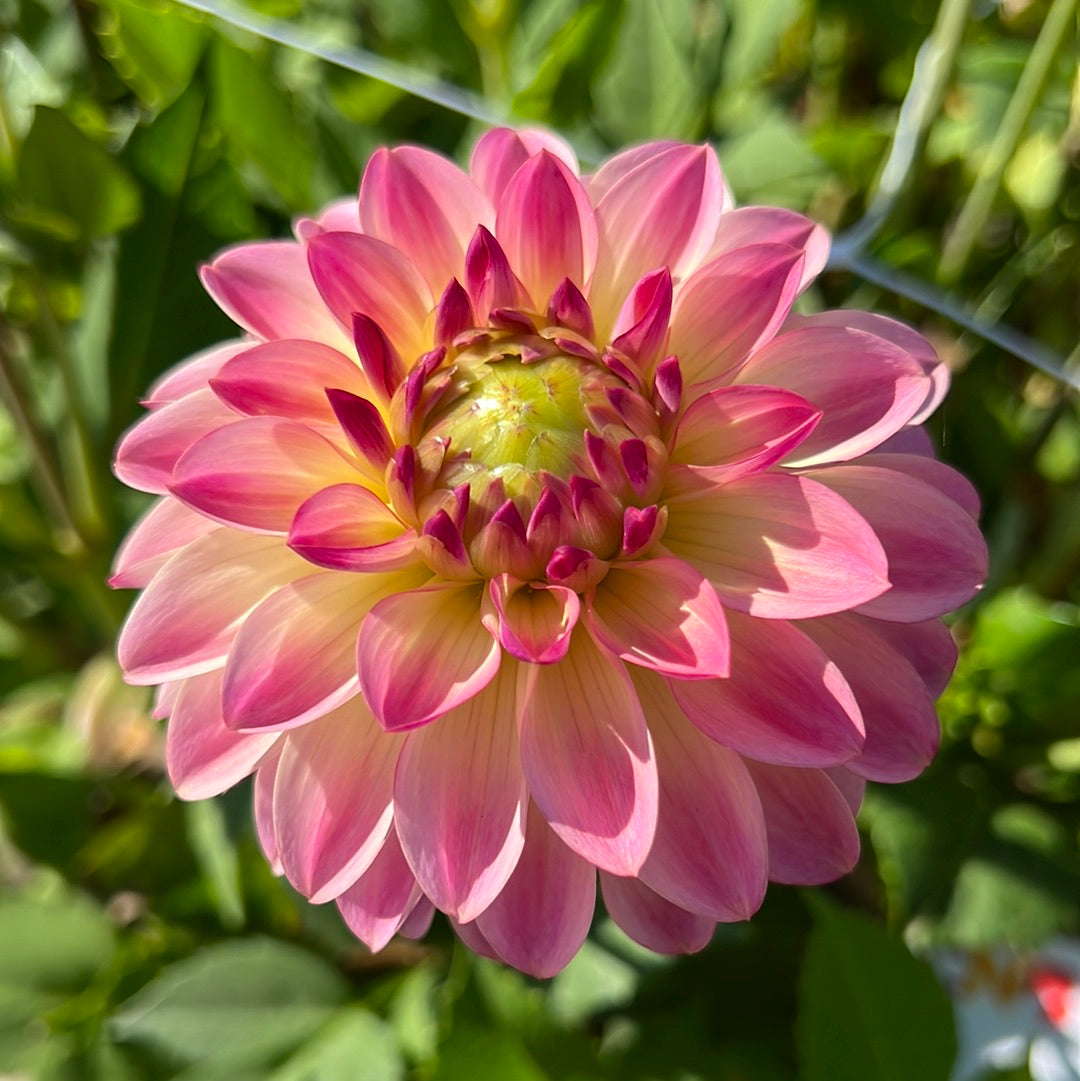 Dahlia Pure Happiness