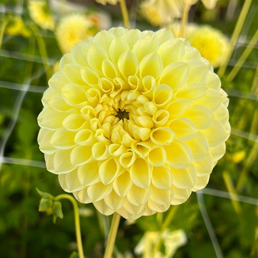 Dahlia Banana Baby