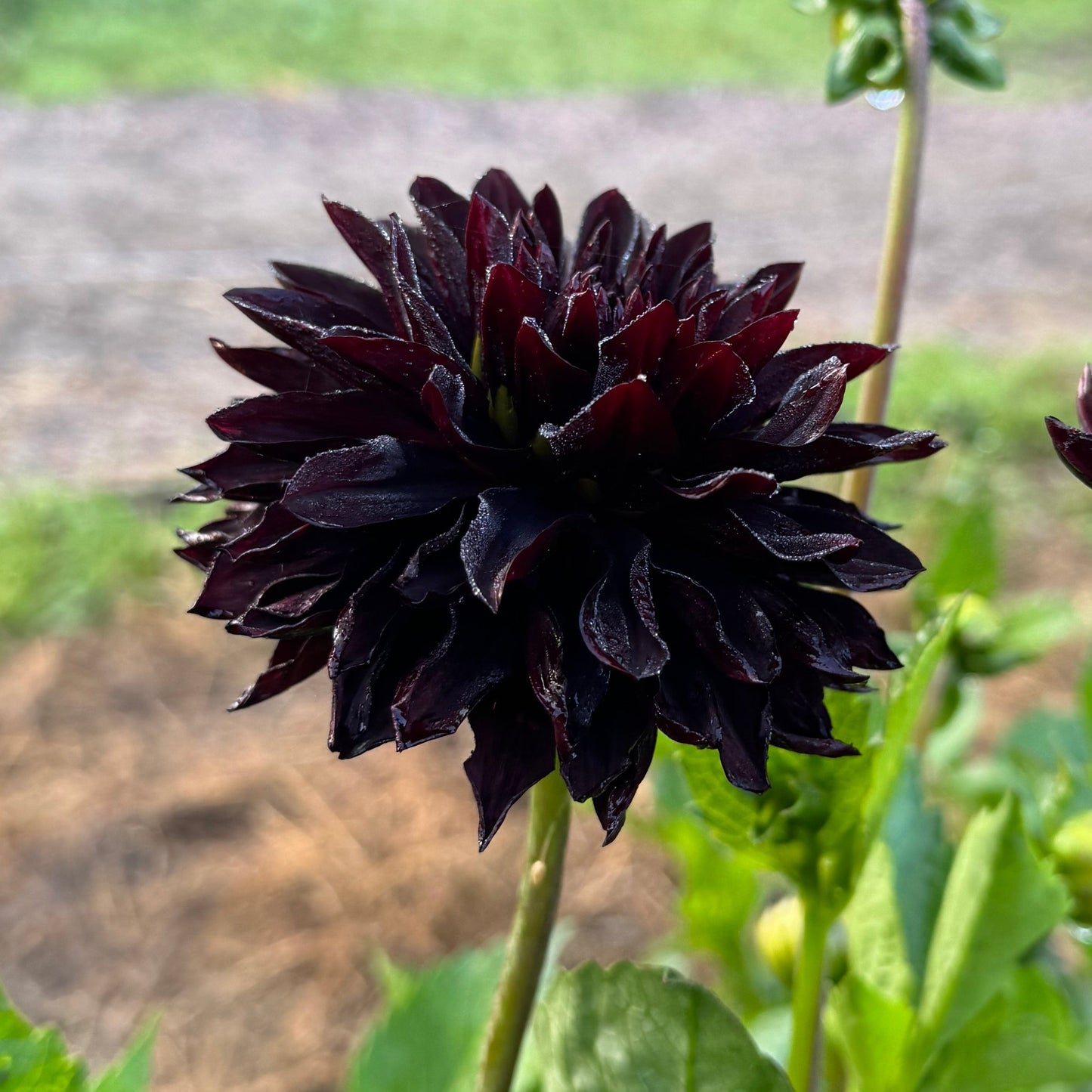 Dahlia Czarny Charakter EXCLUSIV!!