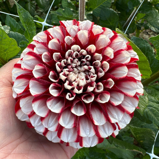 Dahlia Cum Laude