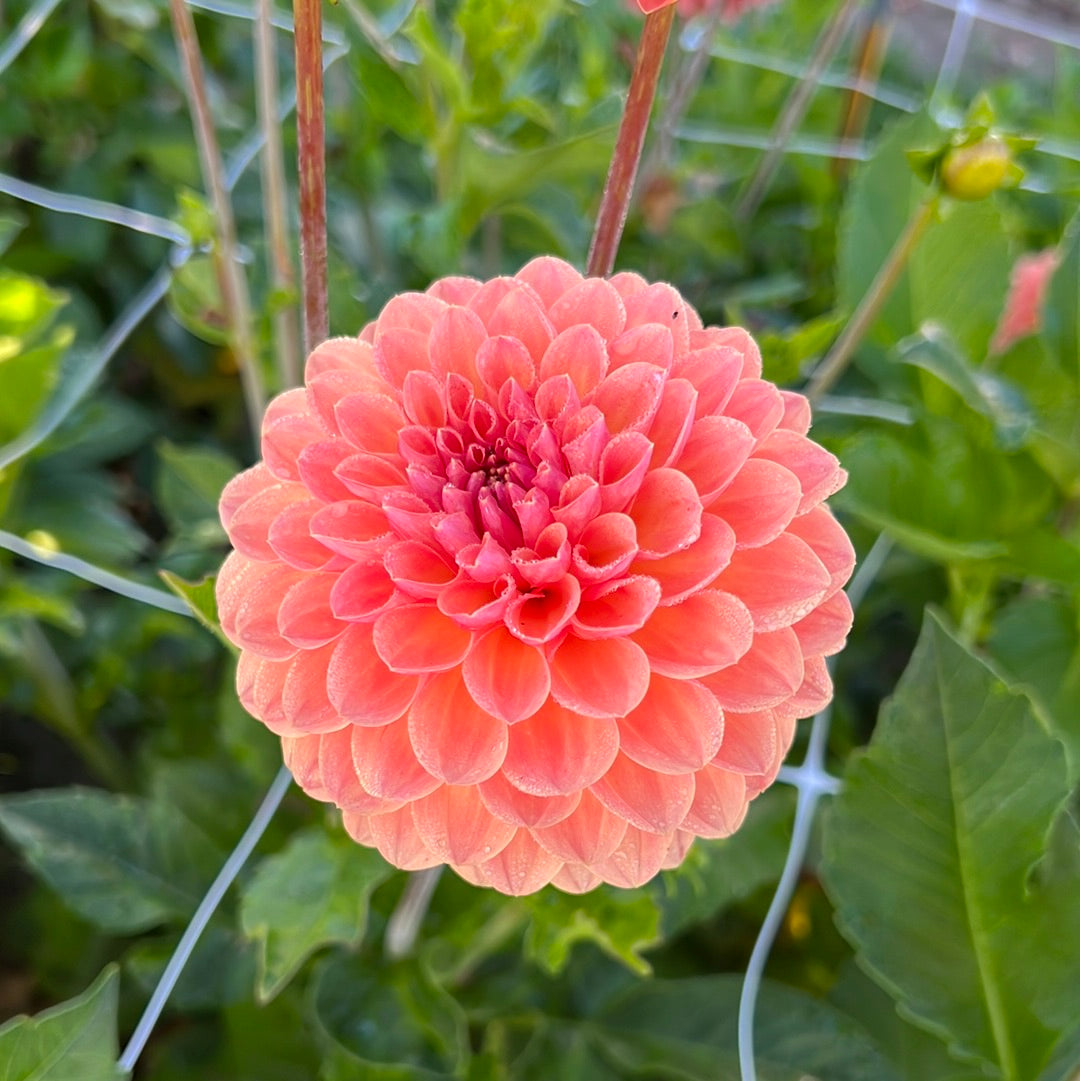 Dahlia Orange Breeze