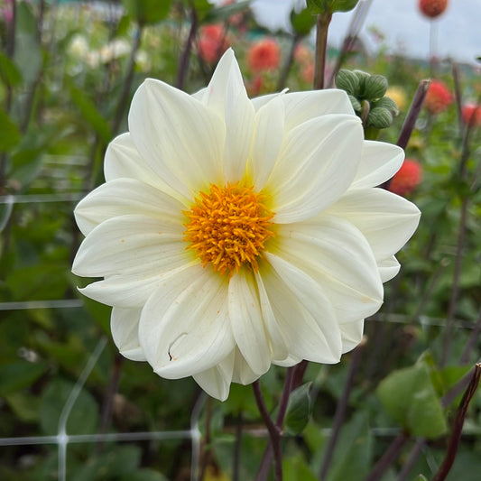 Dahlia White Emperor