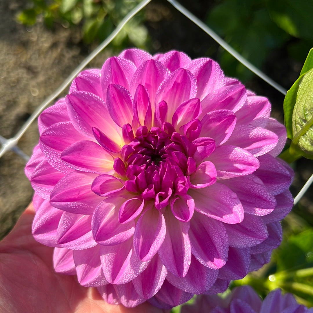 Dahlia Mediterranee Nyhet!