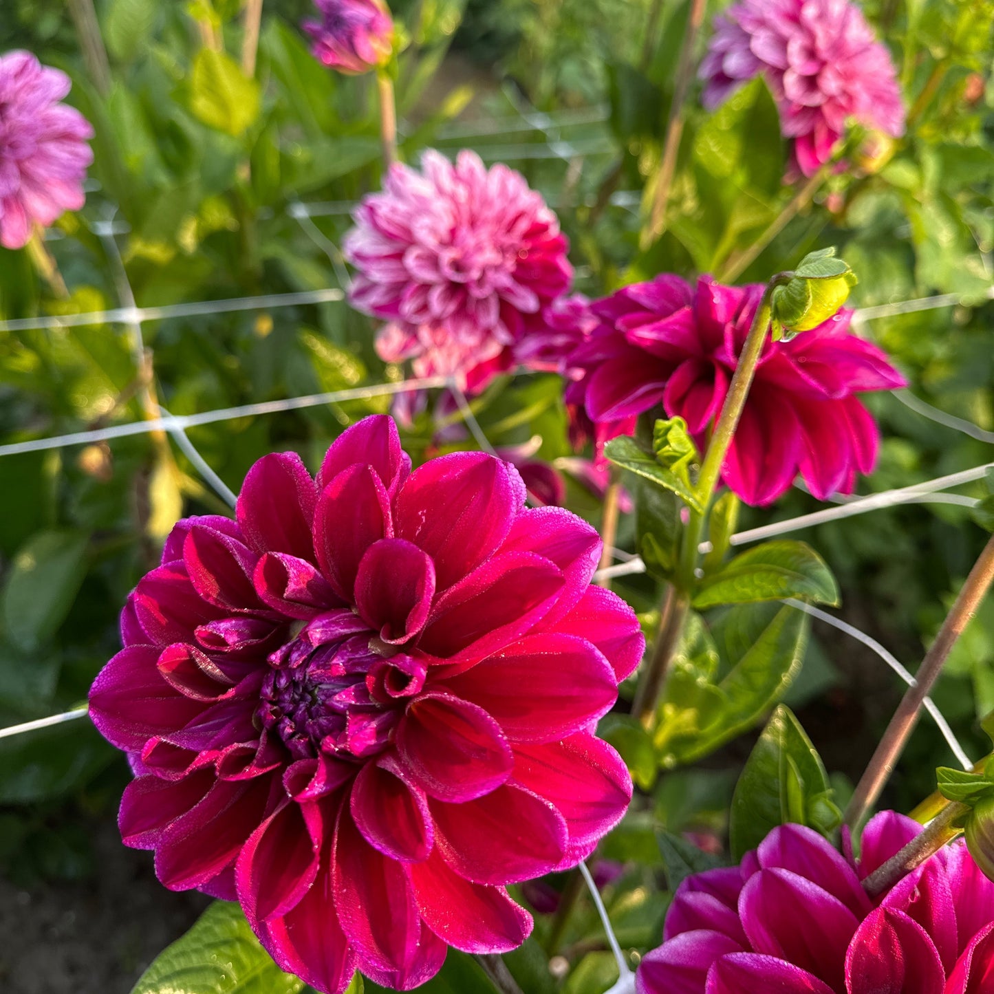Dahlia Ida Mae Nyhet!