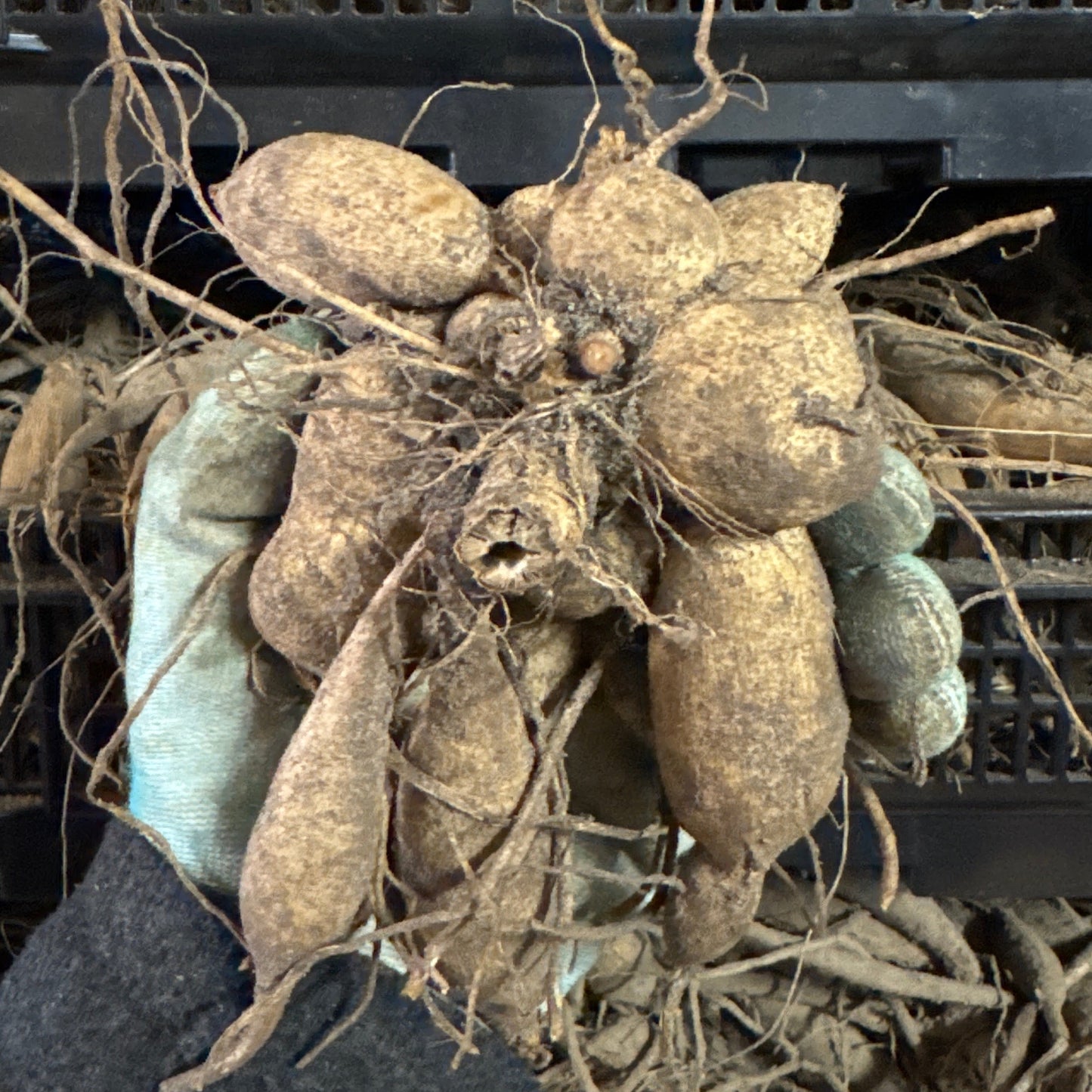Dahlia Dahlegria Tricolore