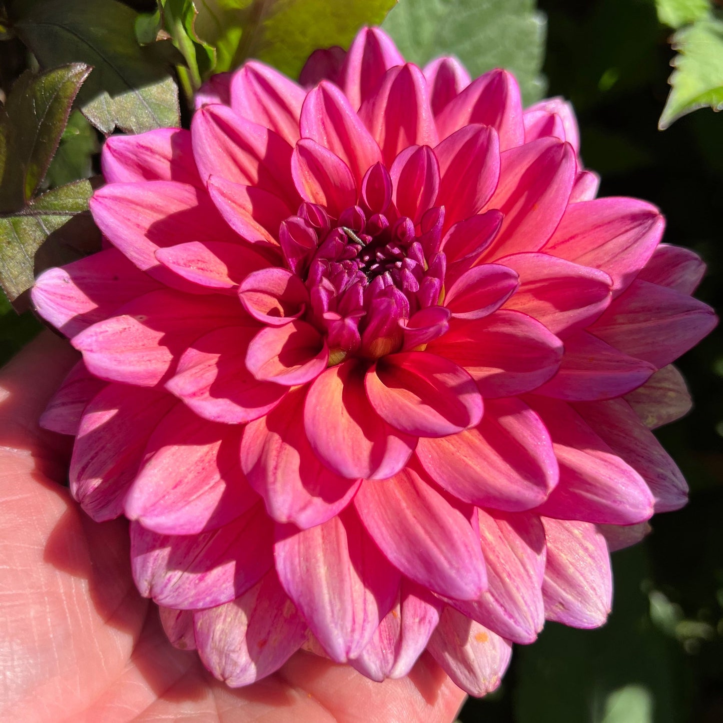 Dahlia LB-040 Tickety-boo
